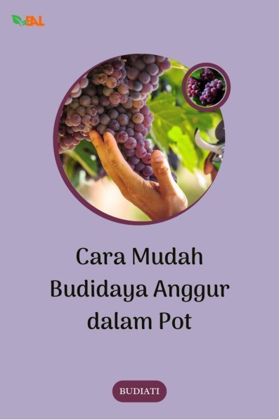Cara Mudah Budidaya Anggur dalam Pot